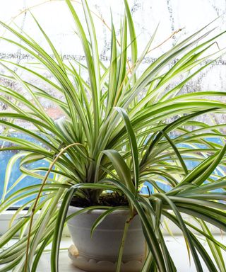 A spider plant on a window sill on a bright but rainy day