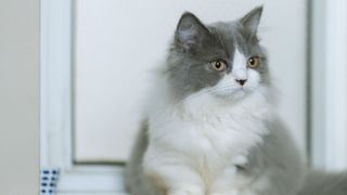 Grey and white cat staring off to the side