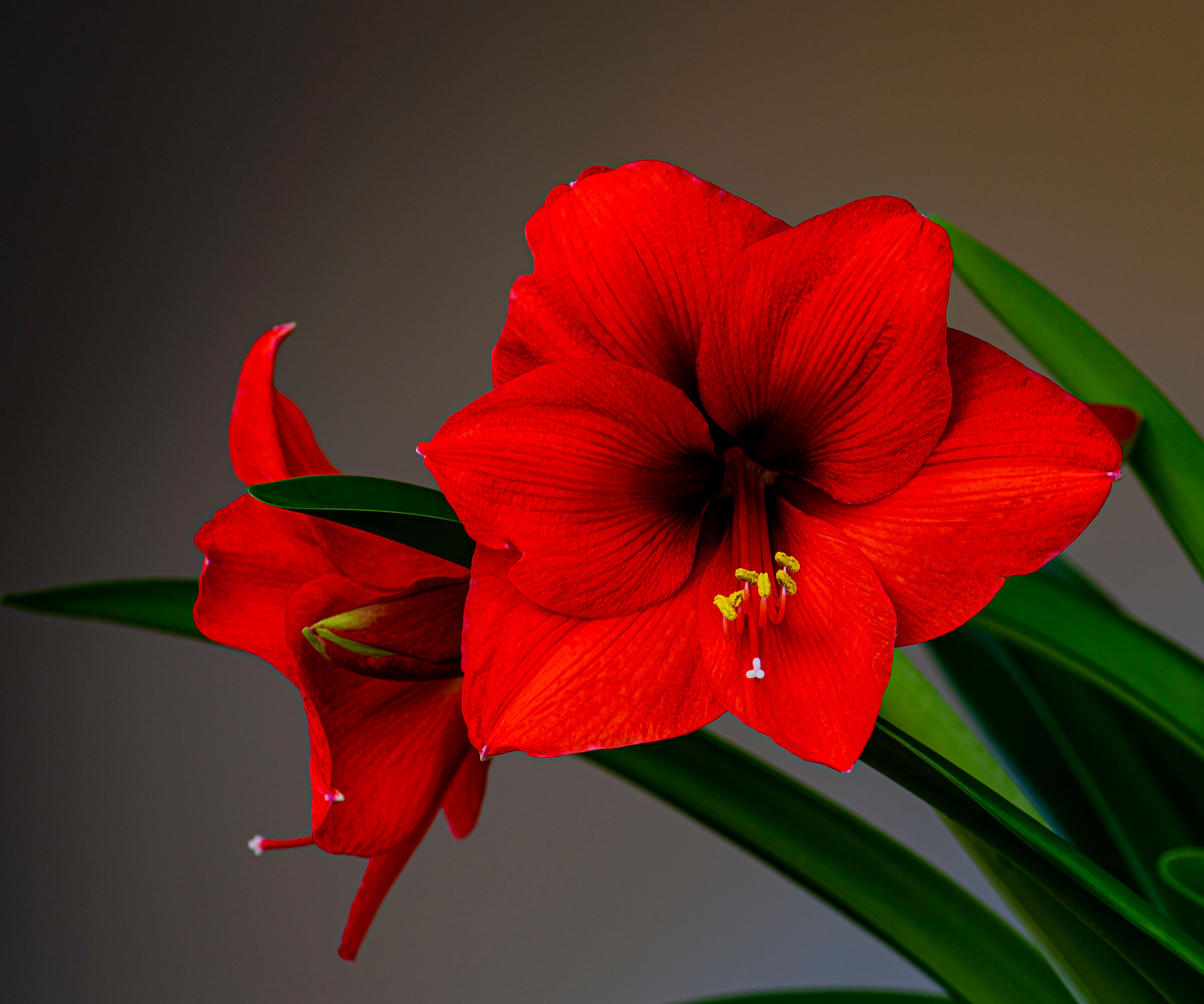red amaryllis flowers and leaves
