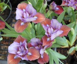 bearded iris ‘Flirting Again’ flowering in cottage garden border