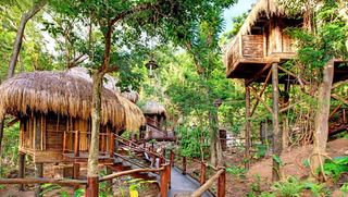 Wood, Thatching, Hut, Woody plant, Rural area, Village, Roof, Outdoor structure, Jungle, Shack,