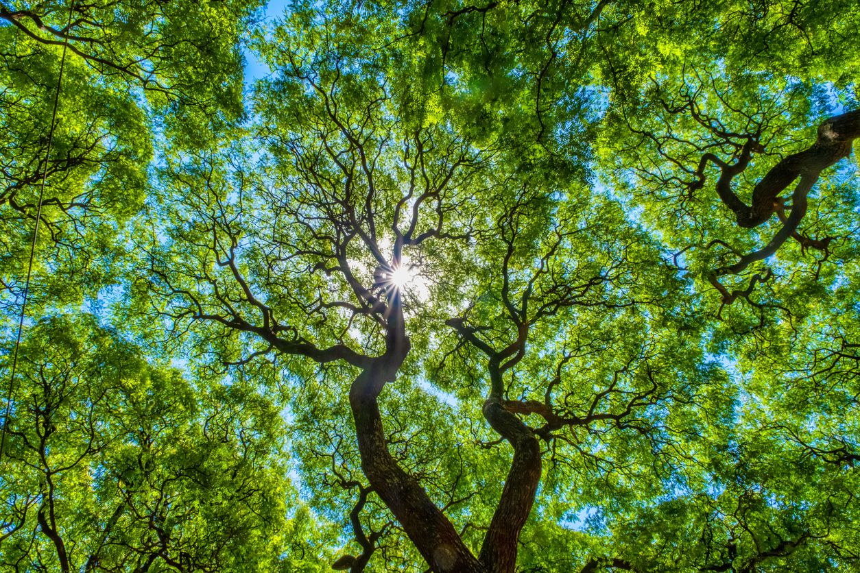 A giant tree.