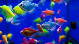 GloFish danio