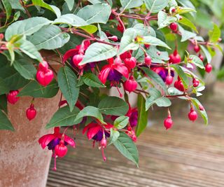 flowering fuchsia Dollar Princess in fall container