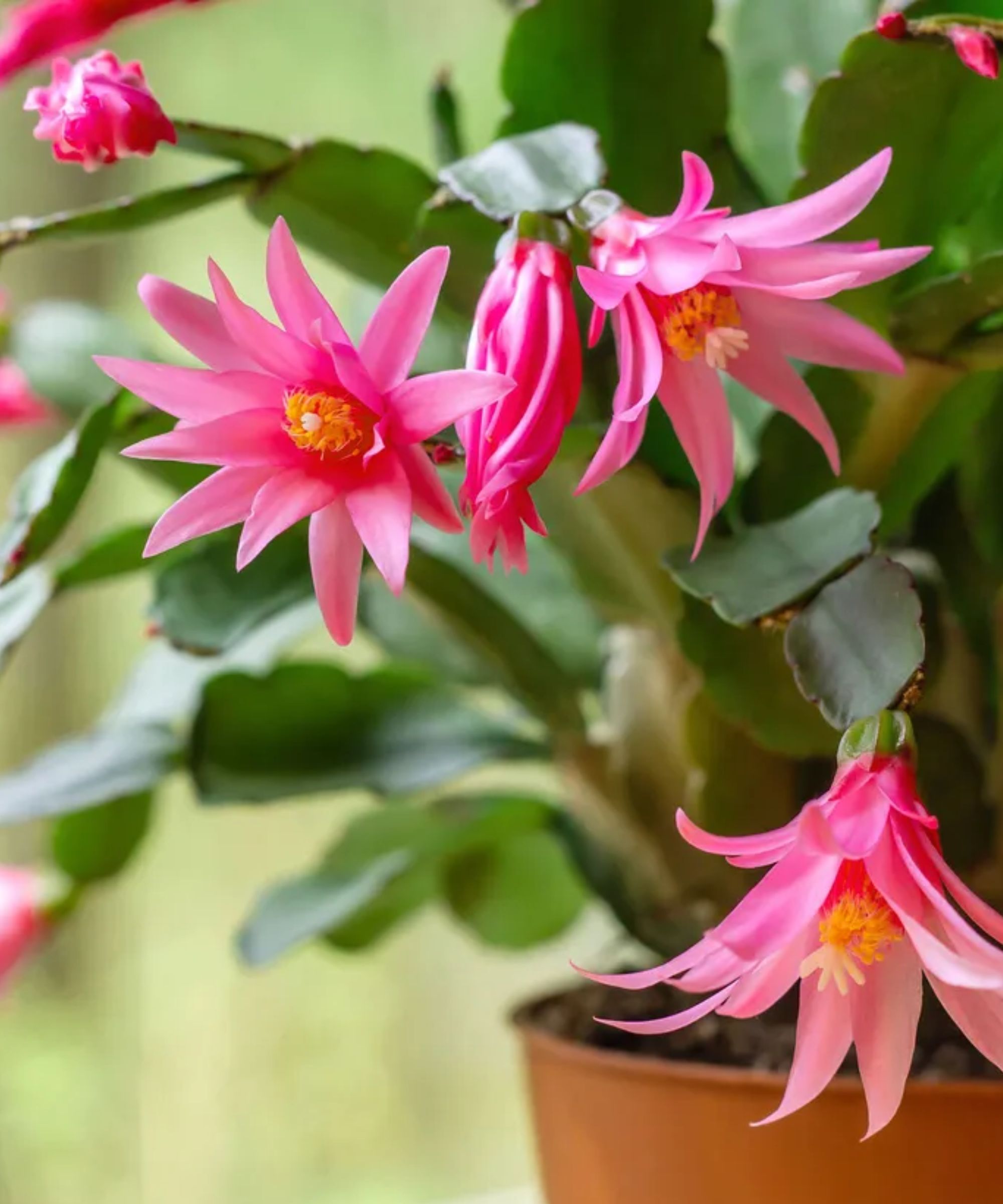 Close up of pink easter cactus