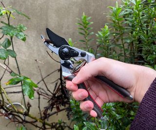 Cutting a woody stem with the Felco 6 Elite Pruners