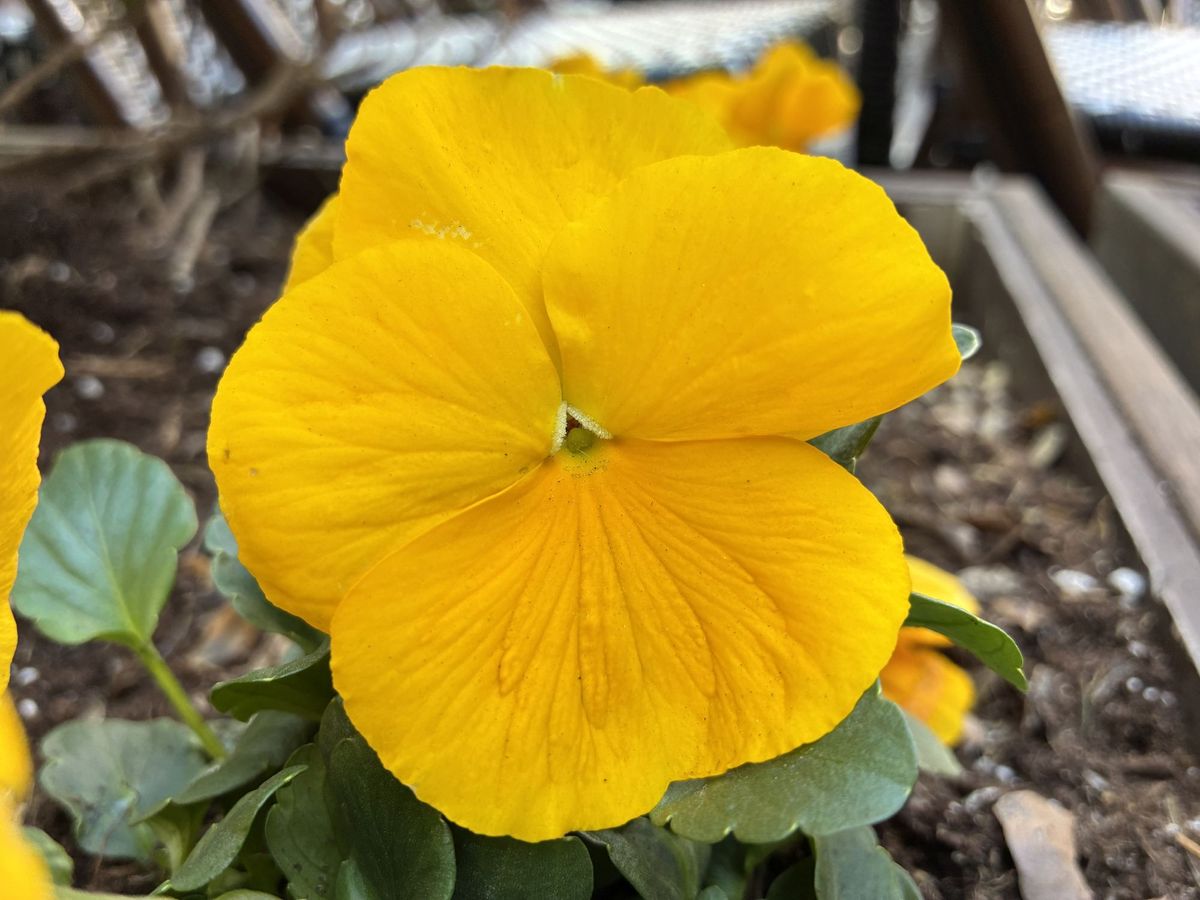 Apple iPhone 16e macro sample.