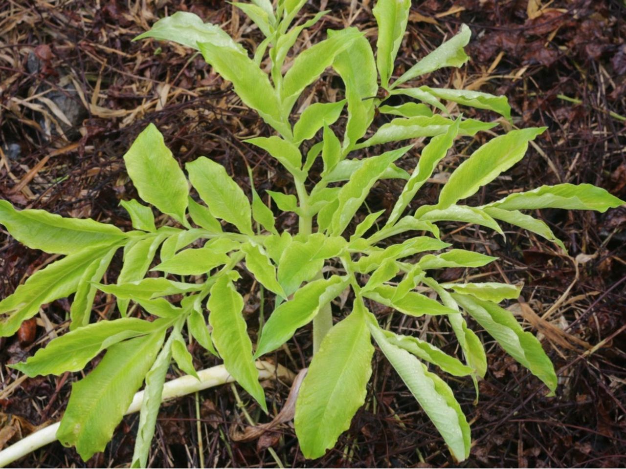 Peony-Leaf Voodoo Lily Plant