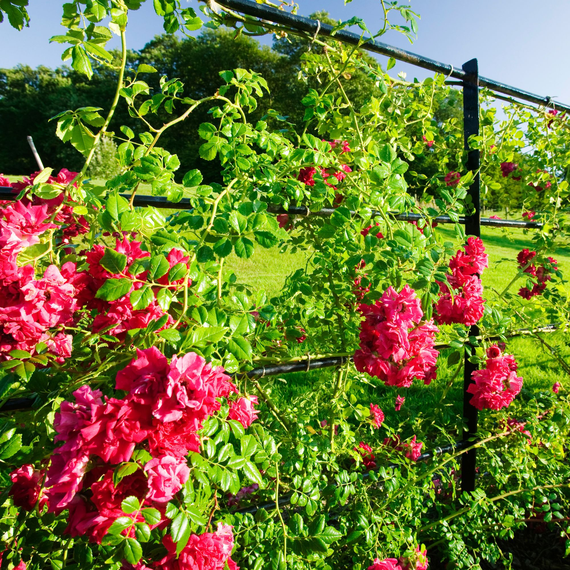 pink climbing roses on fence