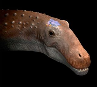 3-D reconstruction of brain of sauropod
