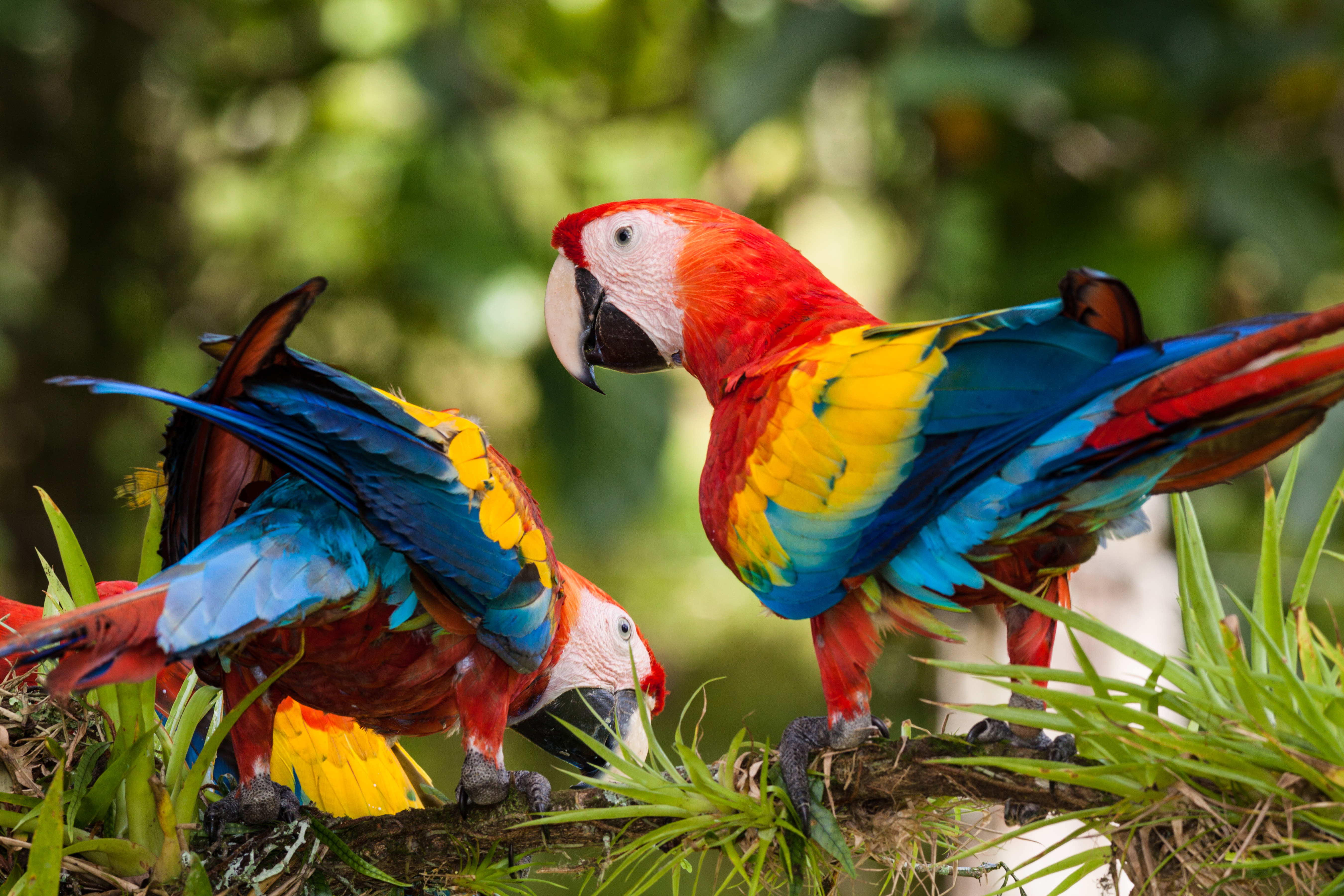 Two colorful scarlet macaws in Costa Rica