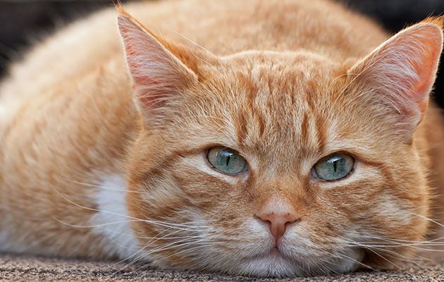 Watch a playful tabby cat hilariously wreck a TV interview!