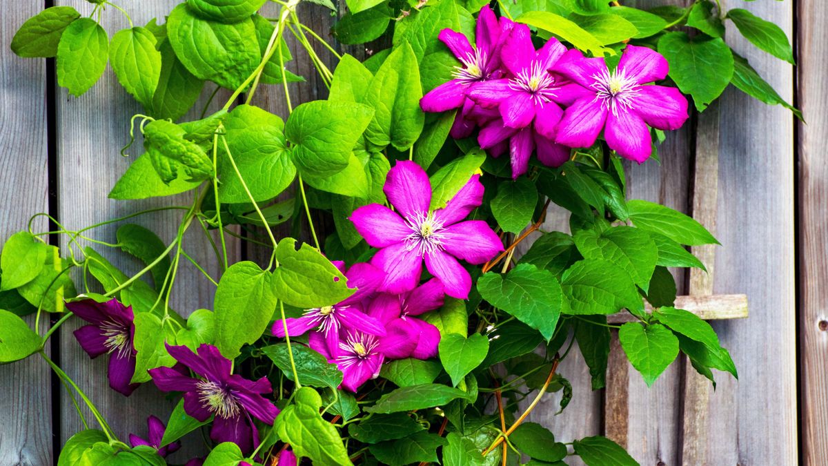 Best plants for fence line: 13 ways to add interest to backyard boundaries