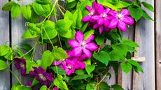 best plants for fence line - pink clematis growing up a weathered wooden fence