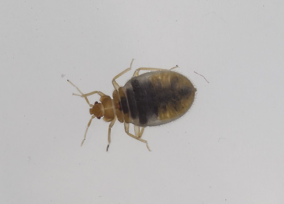 UK cities face bed bug epidemic The Week