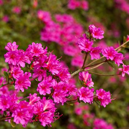 Close up of a blooming azalea, one of the flowering shrubs in the genus Rhododendron