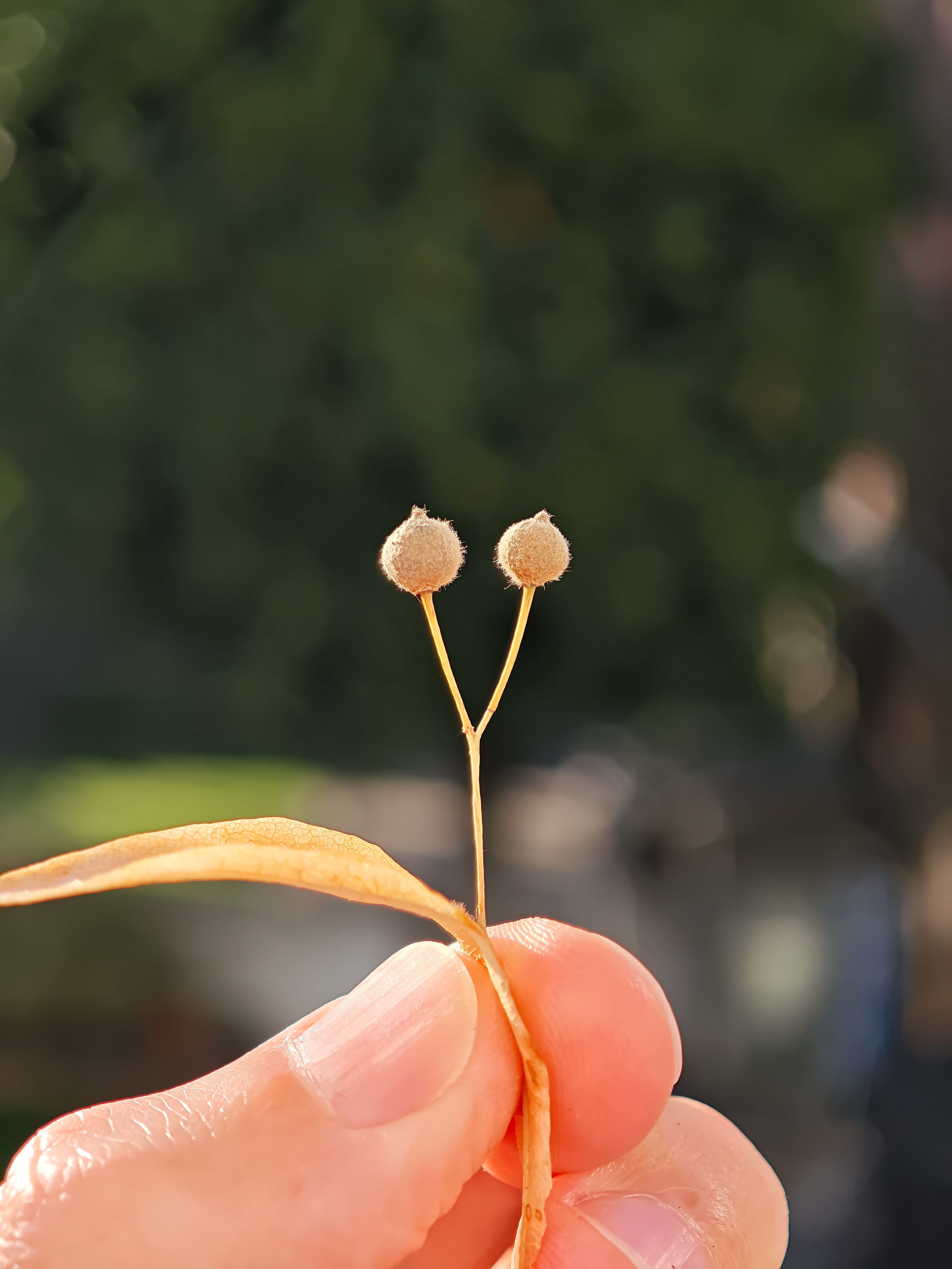 Close up of a small seed pod held between fingers
