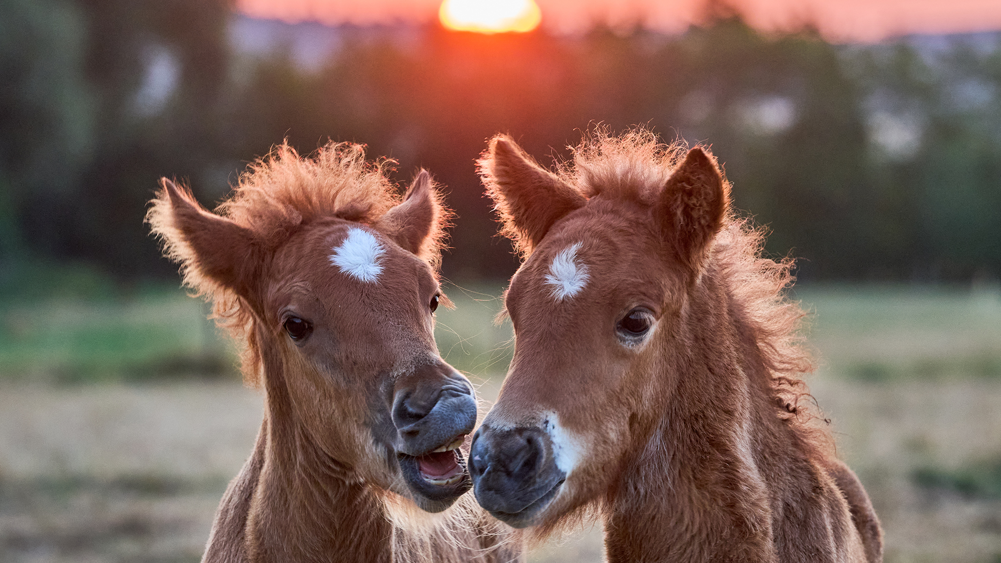 A pair of Icelandic foals play together as the sun rises at a stud farm in Wehrheim, Germany