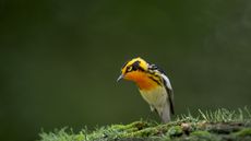 The blackburnian warbler, Setophaga fusca, with golden yellow and black plumage in a garden 