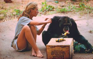 Jane Goodall had no scientific background when she headed for Africa on her own to study the apes.