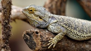 Bearded dragon hugging a tree branch