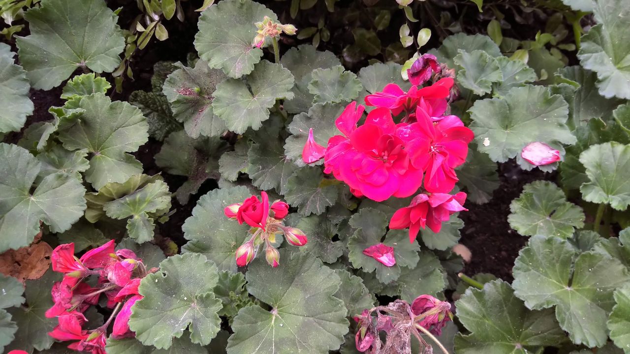 Good color and clarity on the leaves but the bright flowers are really blown out here.