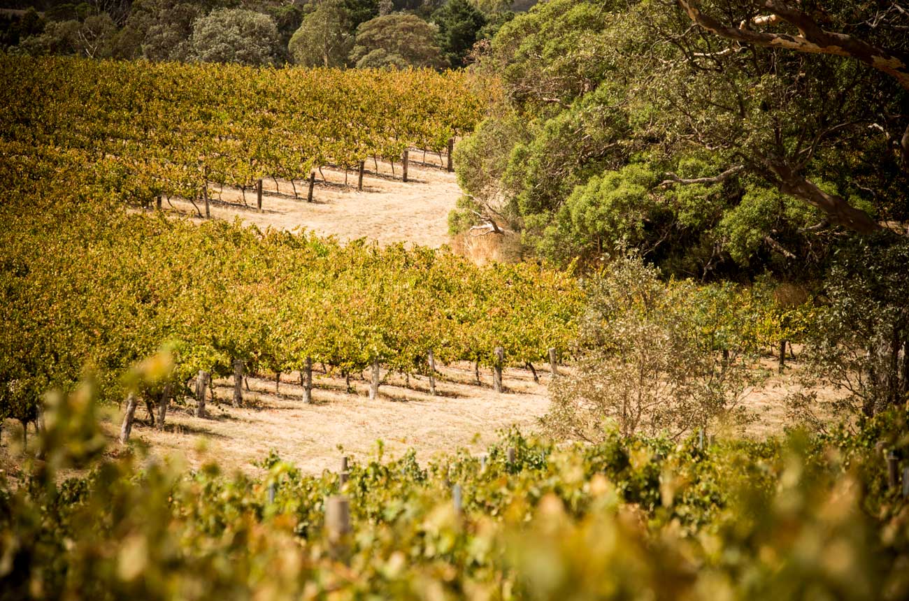 Yalumba Virgilius Viognier Vineyard Australia