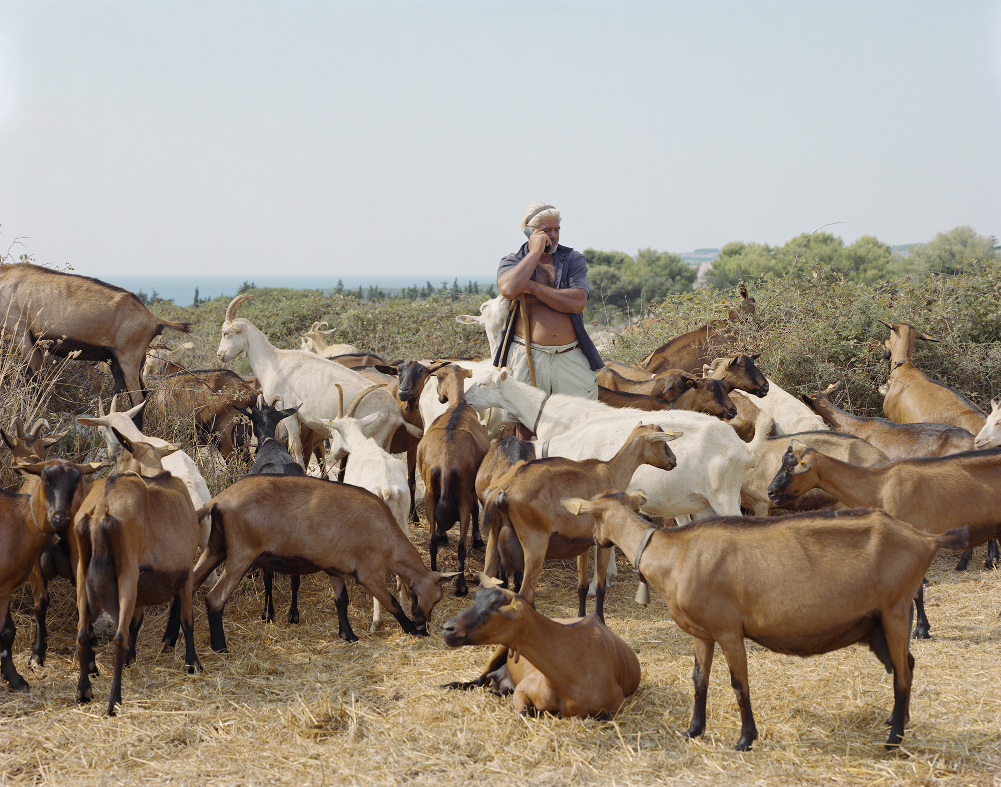 : Angelo (with his goats), nearOtranto, Salento August 2022