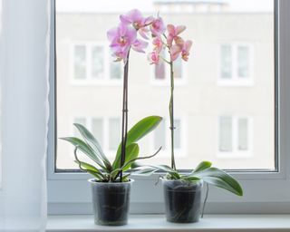 Orchids on window sill