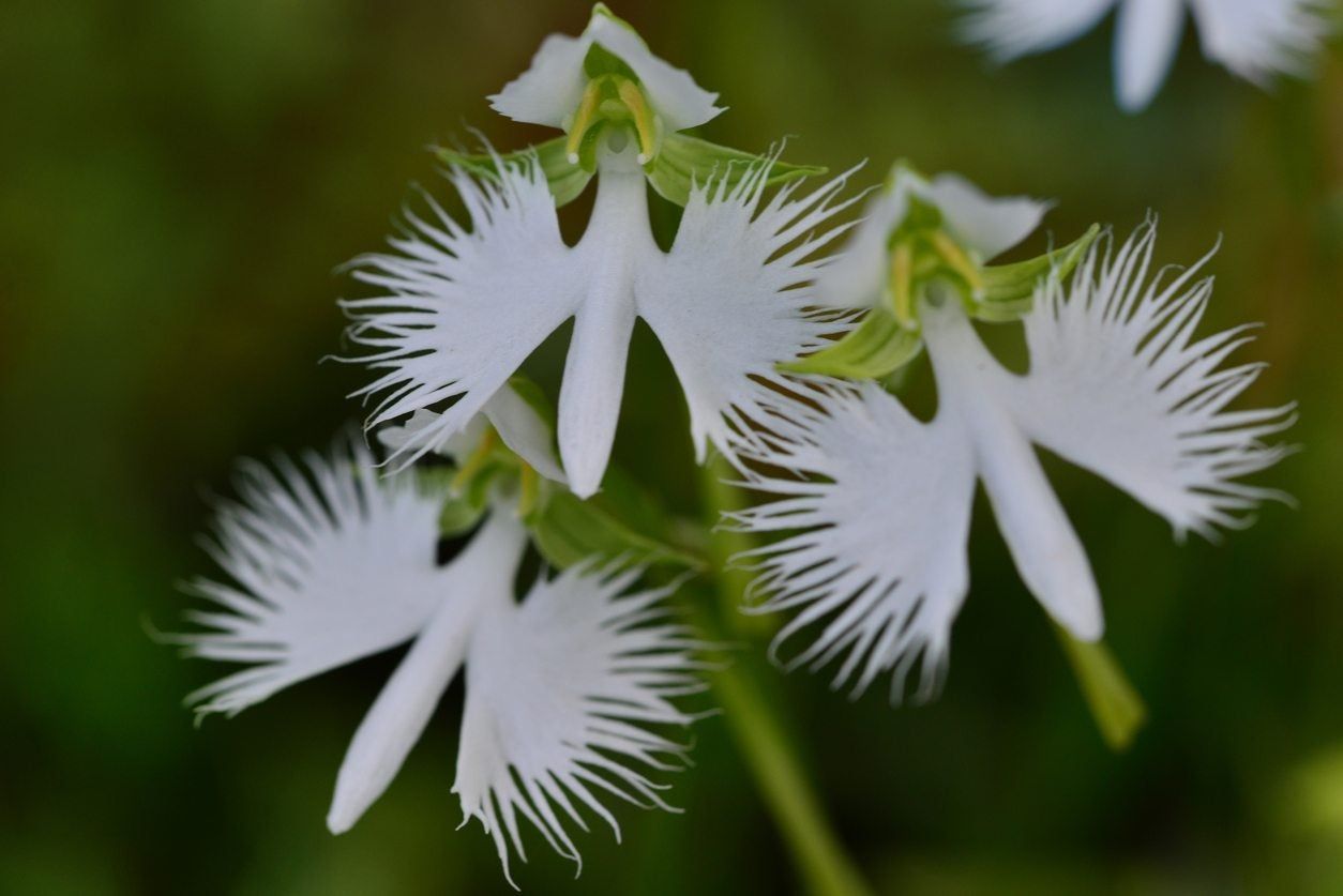 White Flowers