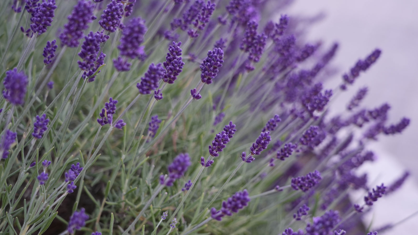lavender plants flowering in shady part of garden