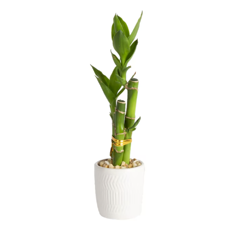 Lucky bamboo plant in white pot