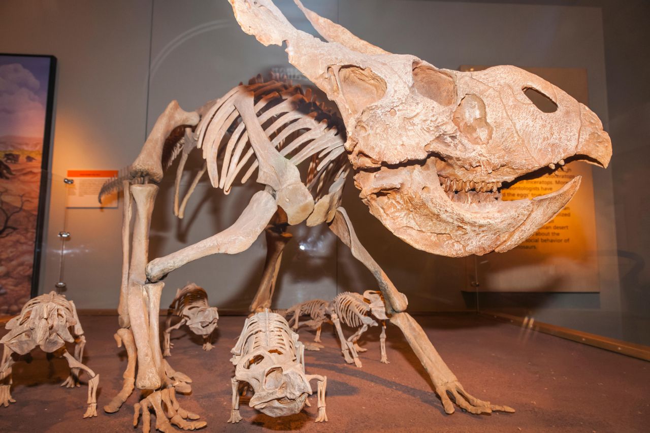 A flock of Protoceratops dinosaurs.