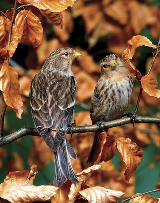 finches