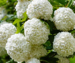 white viburnum flowering in summer border