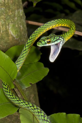 A parrot snake, one of at least 50 species of snake in Madidi National Park.