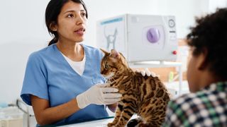 a vet speaks to pet parents during a bengal cat's check-up