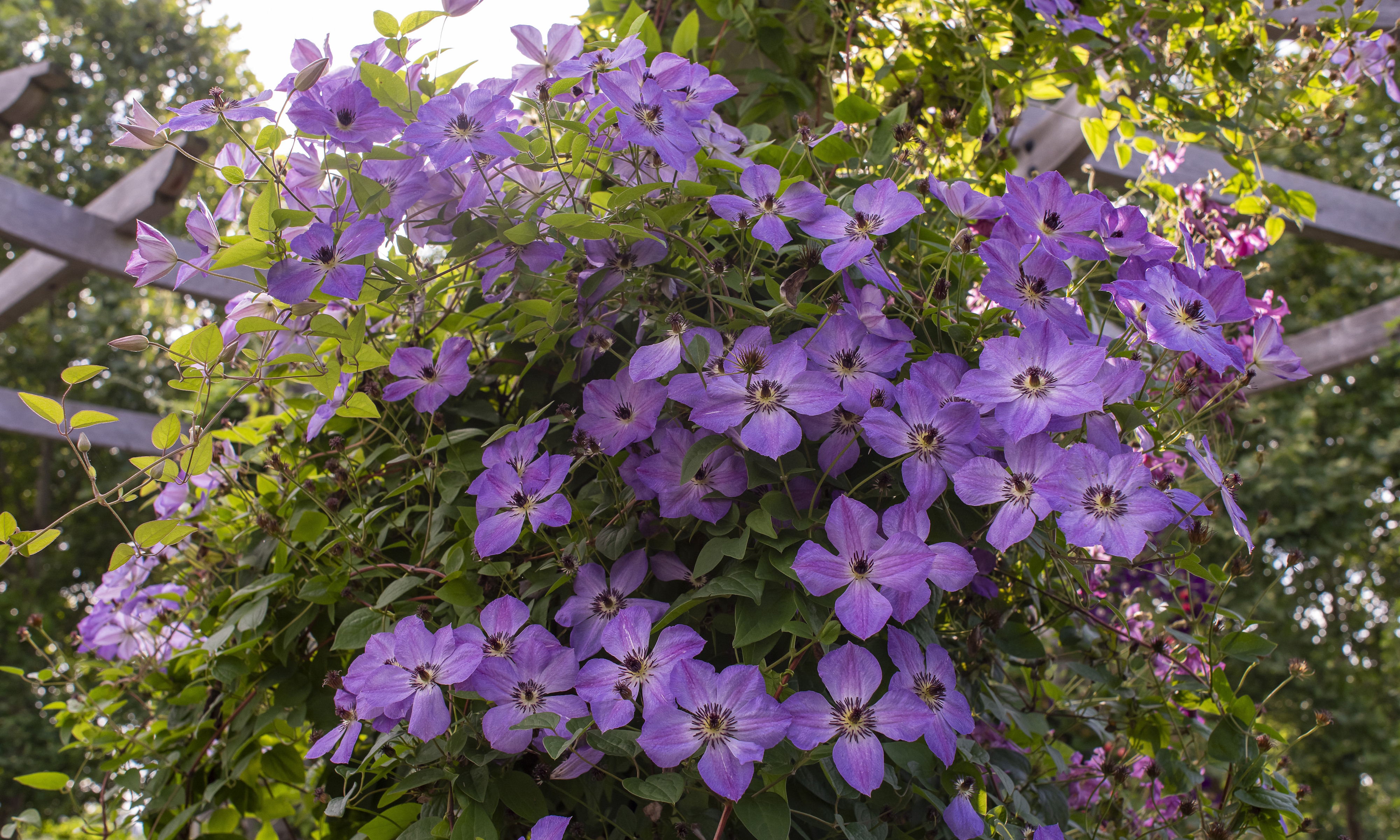 Clematis at Chicago Botanic Garden