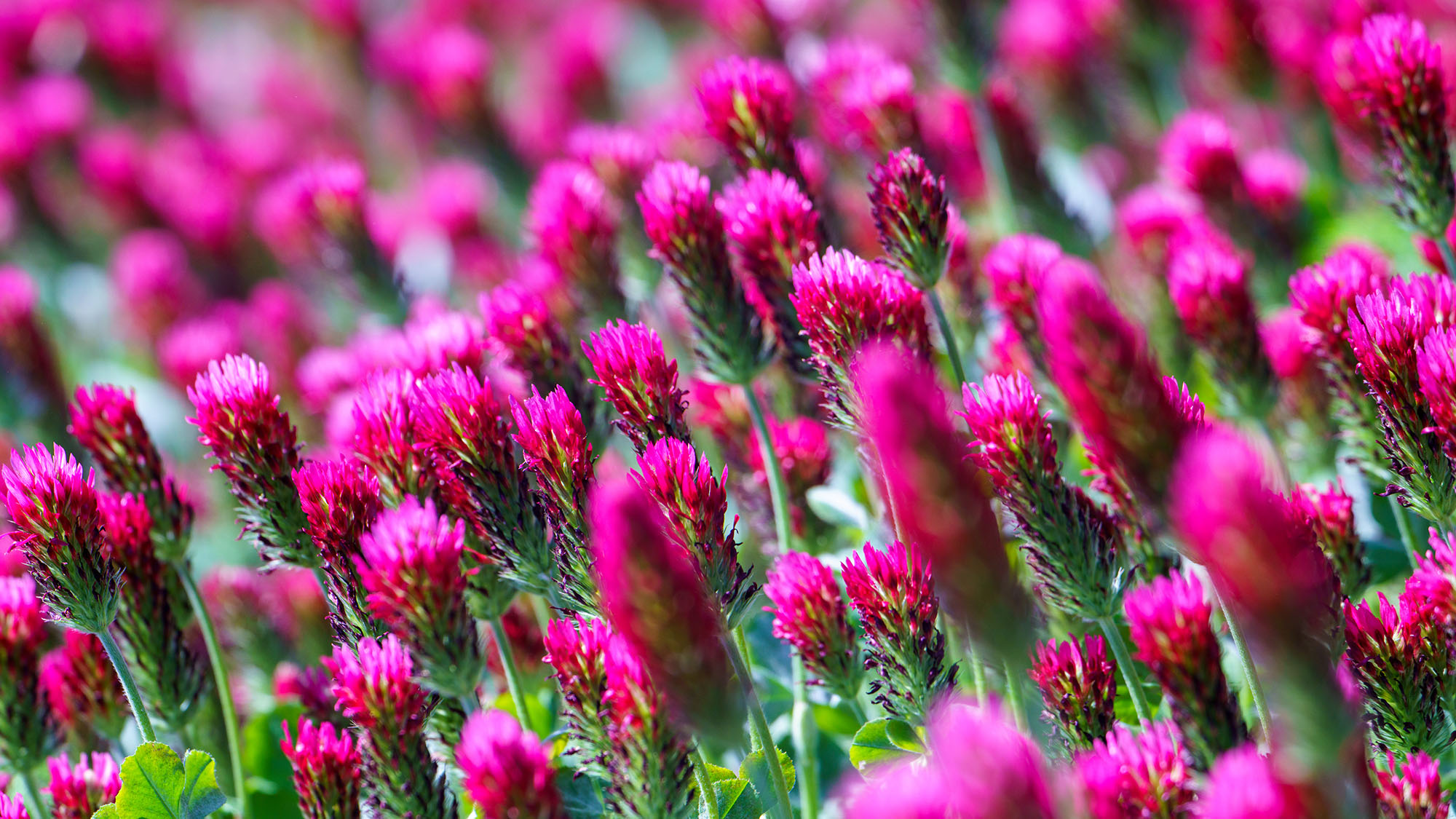 Crimson clover flowers growing in field