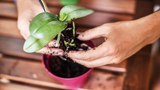 picture of a woman potting an orchid plant