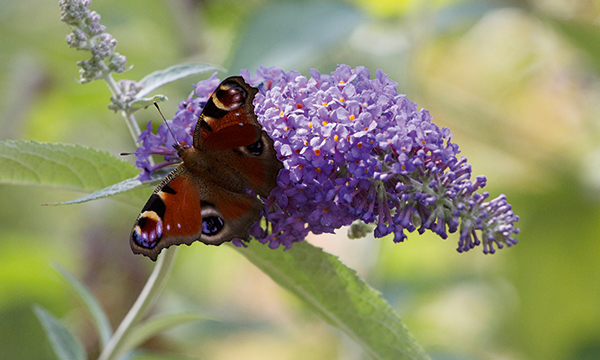 Buddleja with a butterfly on it