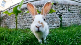 Rabbit looking into camera with ears standing up