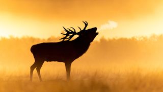 A silhouetted stag in golden light breathing out