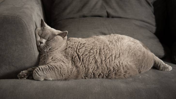 Cat snoring: Why do cats snore and is it normal? | PetsRadar