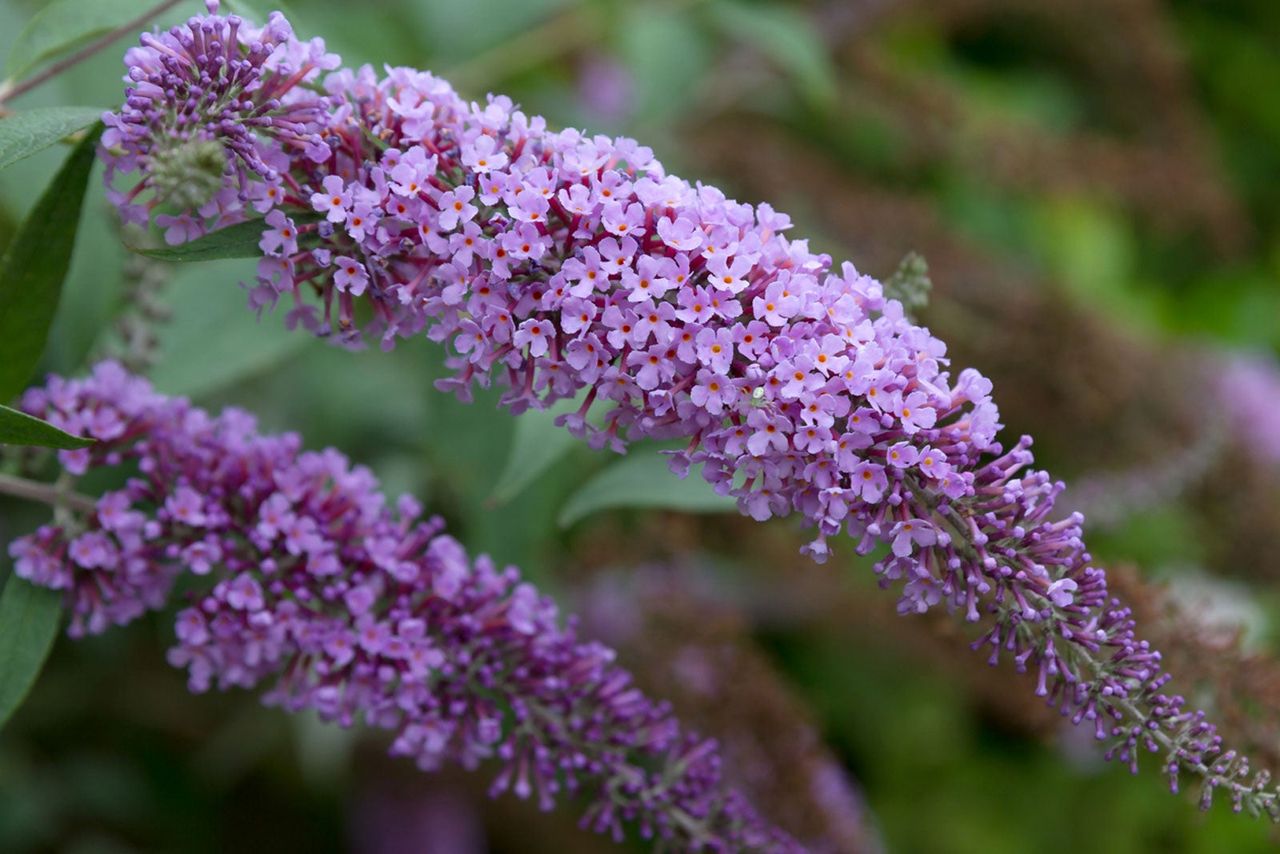 Purple Butterfly Bushes