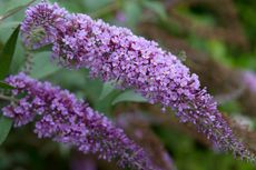 Purple Butterfly Bushes