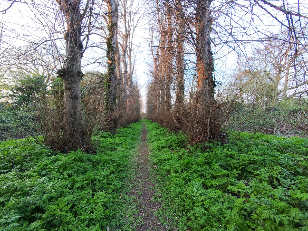 Photo of an avenue of trees taken with the HoverAir X1 PROMAX drone