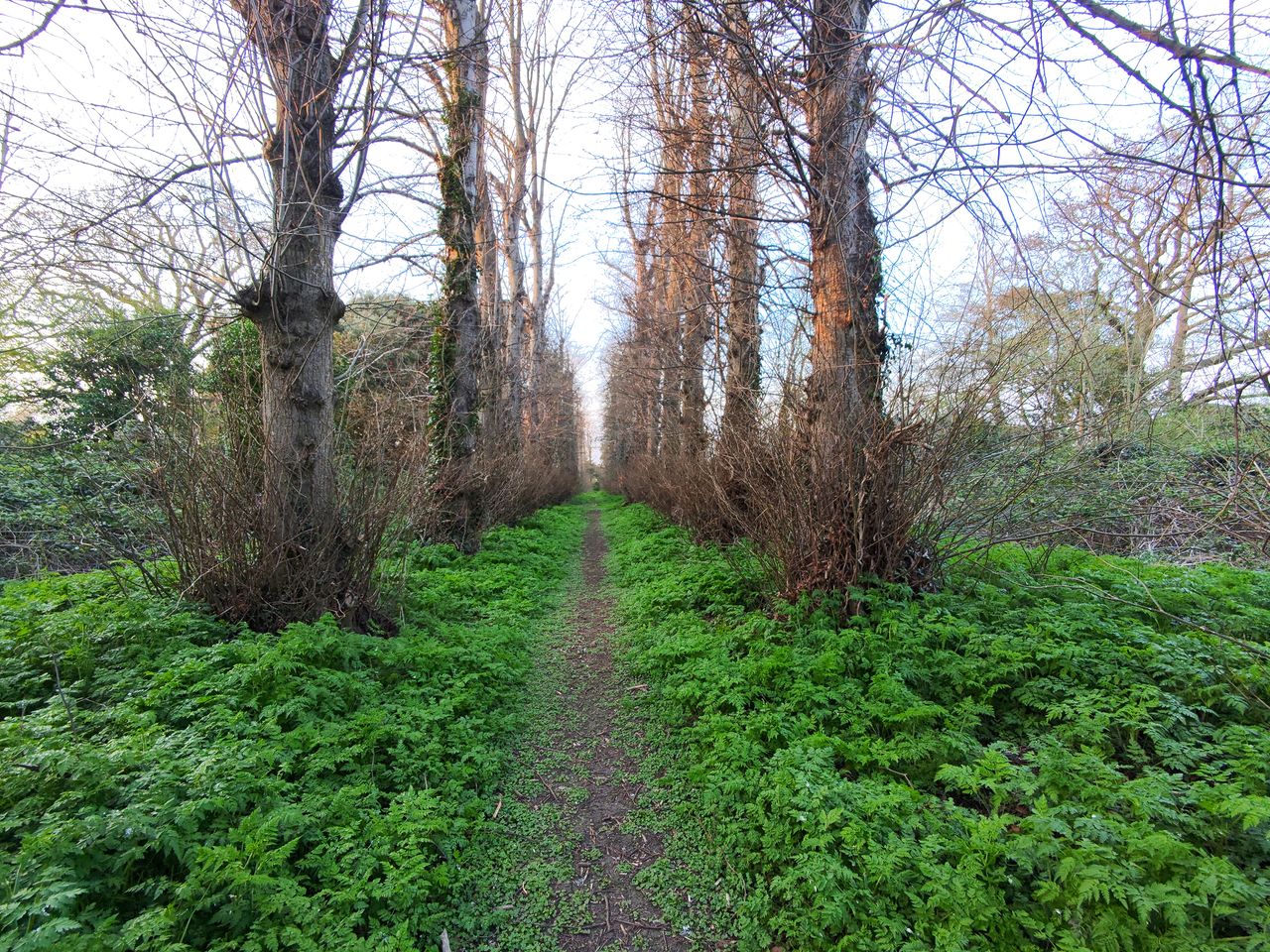 Photo of an avenue of trees taken with the HoverAir X1 PROMAX drone