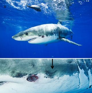 Two pictures of the white shark with bite and scar inflicted by a cookiecutter shark. To the right of the fresh bite (see arrow) is a suspected crescent-shaped scar from an earlier bite. 