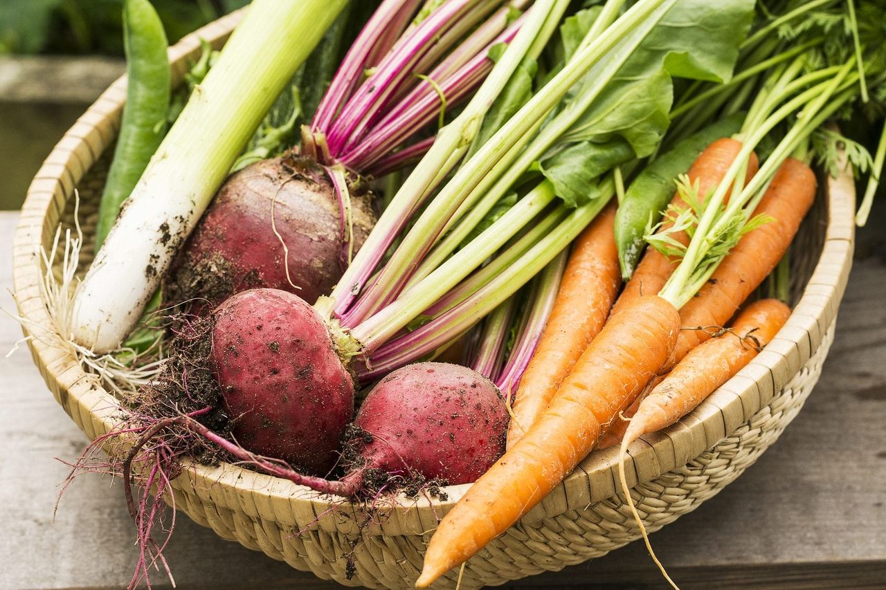 Basket Full Of Garden Vegetables